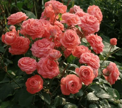 Изображение розы шакенборг: скачать бесплатно в формате png