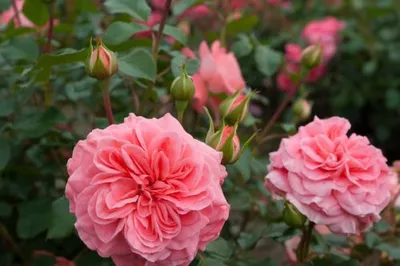 Фотка розы шакенборг: скачать для печати на холсте