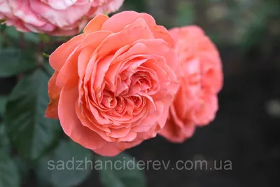 Фото розы шакенборг: скачать в формате jpg для использования в социальных сетях