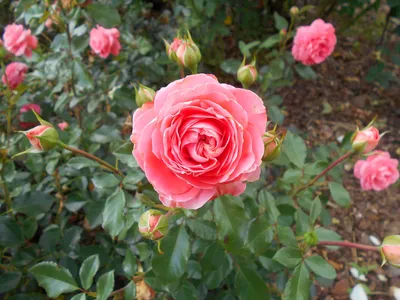 Изображение розы шакенборг: выберите подходящий вариант для веб-страницы