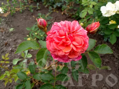 Фотка розы шакенборг: скачать в формате png с прозрачным фоном