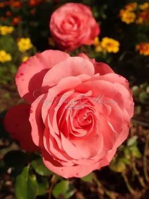 Фото, изображение розы шакенборг: выберите размер и формат загружаемого файла