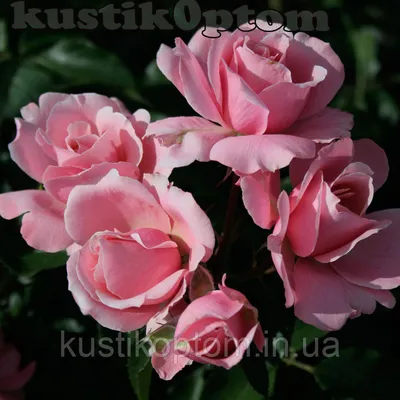 Изображение розы шакенборг: скачать в формате webp для быстрой загрузки страницы