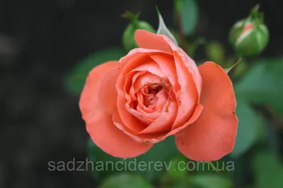 Фотка розы шакенборг: бесплатно скачать и использовать согласно лицензии