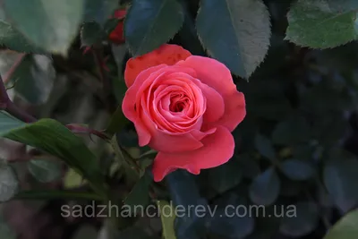 Фото розы шакенборг: выберите предпочитаемый формат для сохранения