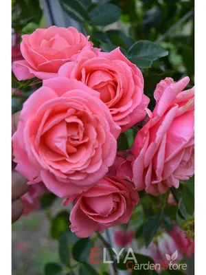 Фото розы шакенборг: выберите размер для печати на фотобумаге