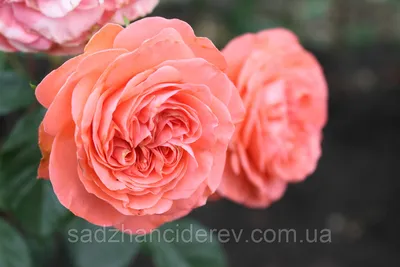 Изображение розы шакенборг: скачать в высоком качестве для создания фотоальбома
