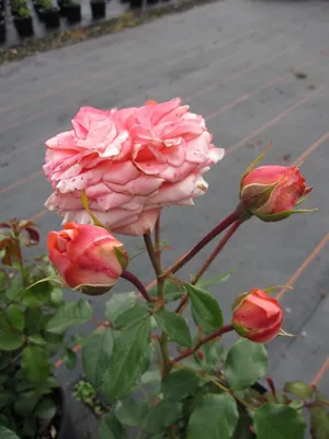Фото розы шакенборг: выберите формат для сохранения на мобильном устройстве