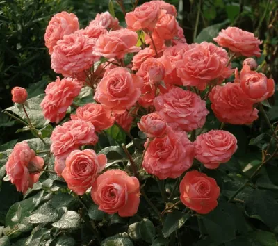 Фотка розы шакенборг: скачать в высоком качестве