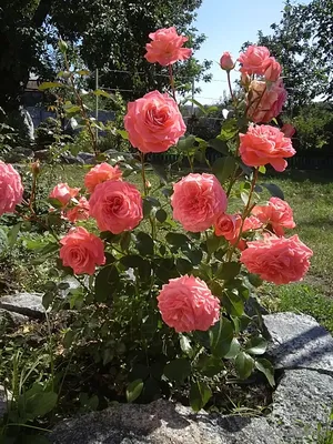 Изображение розы шакенборг: выберите желаемый формат