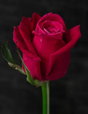 Фото розы Шангрила в формате png: сохраните качество
