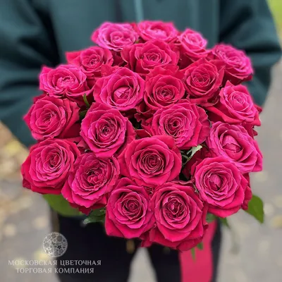 Фото розы Шангрила с росой на лепестках