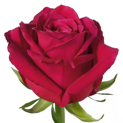 Величественная роза Шангрила: фотография впечатляющего размера