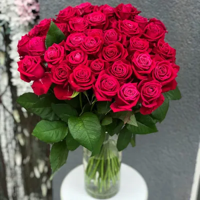Завораживающее изображение розы Шангрила в высоком разрешении