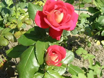 Фото розы шанти с разными форматами для загрузки