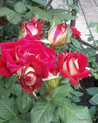 Изображение розы шанти со множеством лепестков