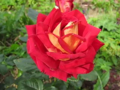 Фотография розы шанти с каплей росы