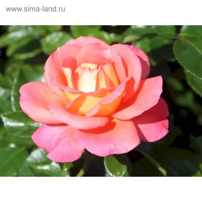 Фото розы шанти в мягком розовом оттенке