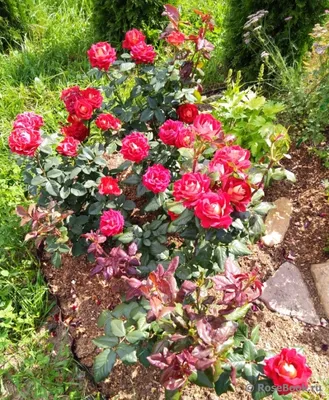 Изображение розы шанти в формате jpg для скачивания