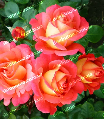 Изображение розы шанти в яркой и сочной гамме цветов