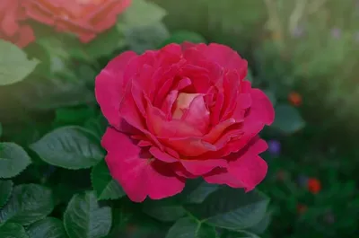 Фотка розы шанти с эффектом блика на лепестках