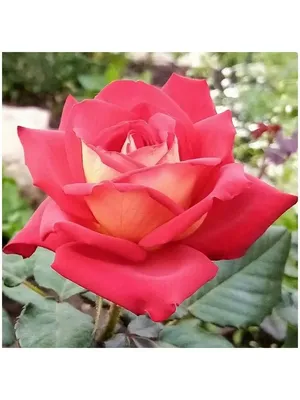 Фото розы шанти в романтическом стиле