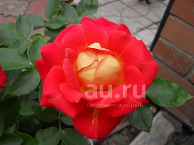 Фотография розы шанти под естественным освещением