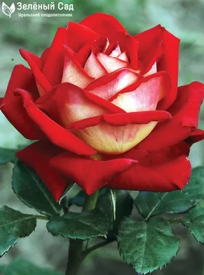 Фотография розы шанти в высоком качестве