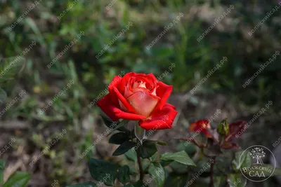 Фото розы шанти в макро-плане