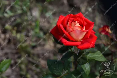 Изображение розы шанти на фоне садового ландшафта