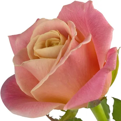 Фотография розы шанти с элегантной композицией