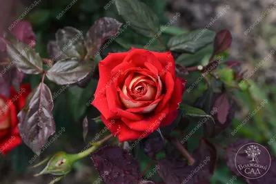Фото розы шанти с нежными оттенками