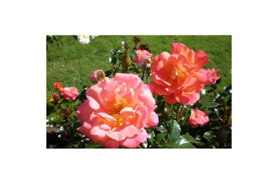 Фото розы шанти с яркими и контрастными тонами