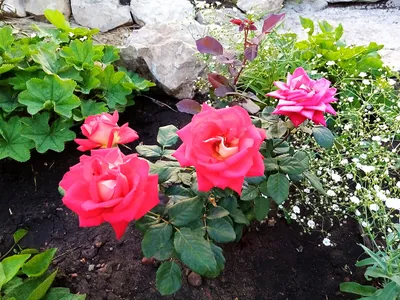Изображение розы шанти в формате webp для быстрой загрузки