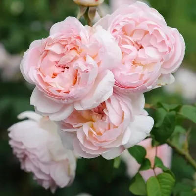 Роза шарифа асма - фото в формате jpg