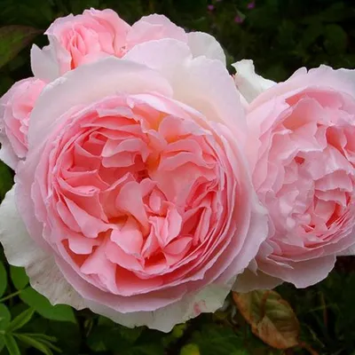 Фото розы шарифа асма в формате png
