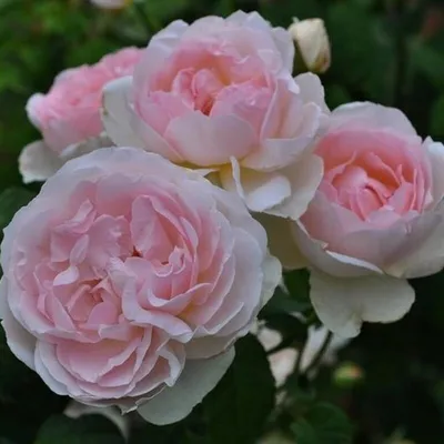 Изображение розы шарифа асма в формате jpg