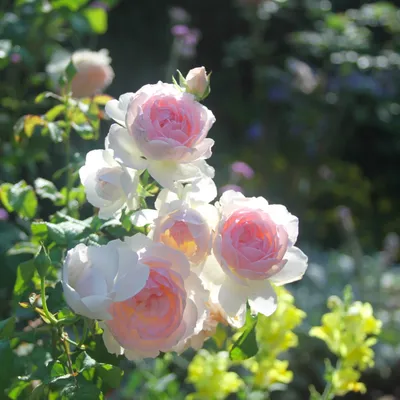 Фотка розы шарифа асма в формате png