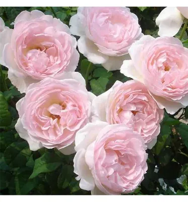 Изображение розы шарифа асма - доступно для загрузки