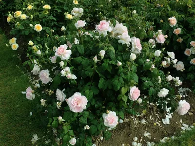 Фотография шарифа асма - роза скачать в формате jpg