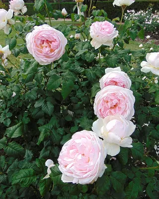 Фото розы шарифа асма в формате png для сохранения
