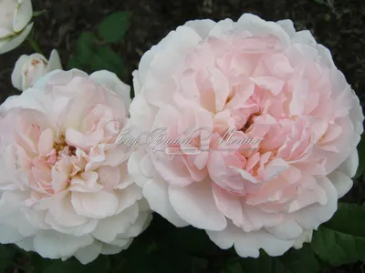 Фотка розы шарифа асма - красивое изображение