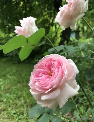 Фото розы шарифа асма - красивое изображение для сохранения