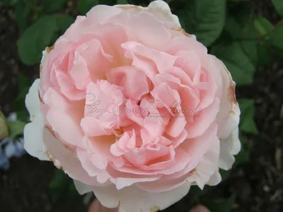 Изображение розы шарифа асма в формате png - доступно для загрузки