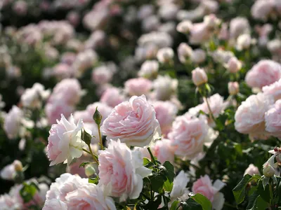 Фотография шарифа асма - роза с высоким качеством