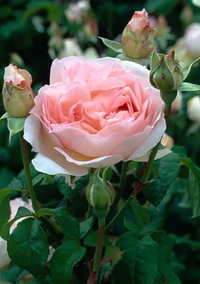 Роза шарифа асма - прекрасное фото