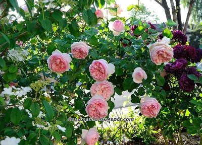 Фото розы шарифа асма в формате jpg для скачивания