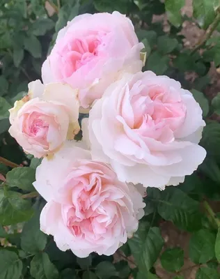 Изображение розы шарифа асма для скачивания