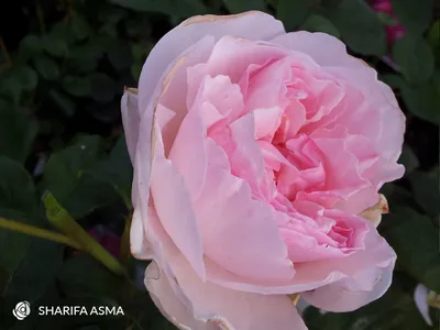 Фотка розы шарифа асма - доступное изображение