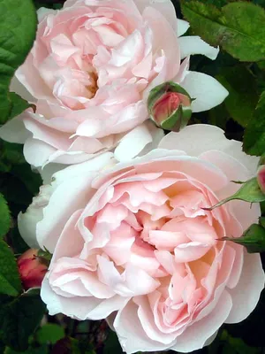 Изображение розы шарифа асма в формате webp - красивое фото
